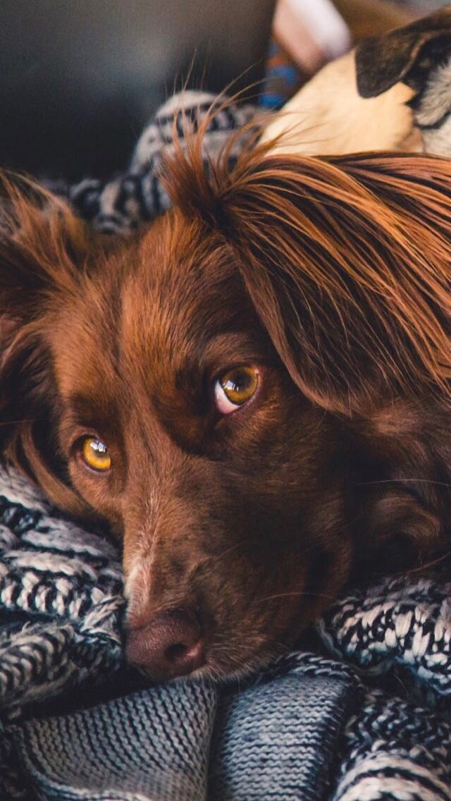 Mans best friend