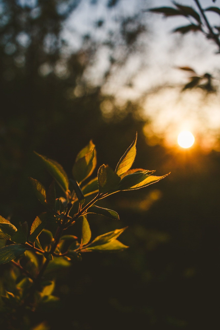 Sun