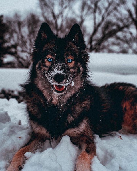 Dog