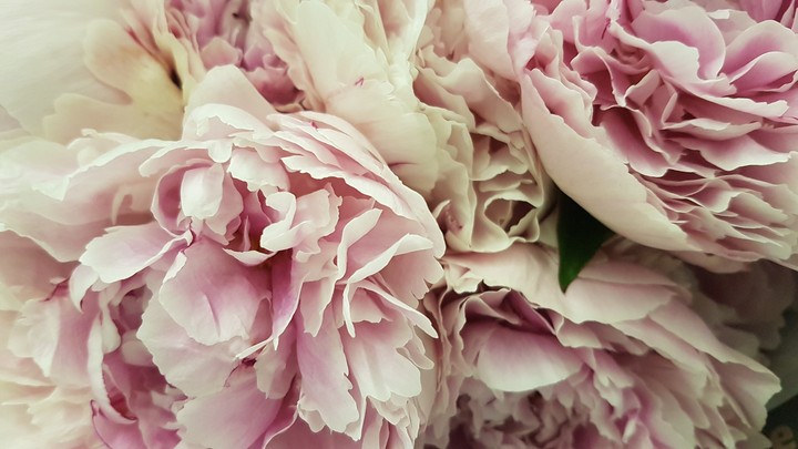 Peonies