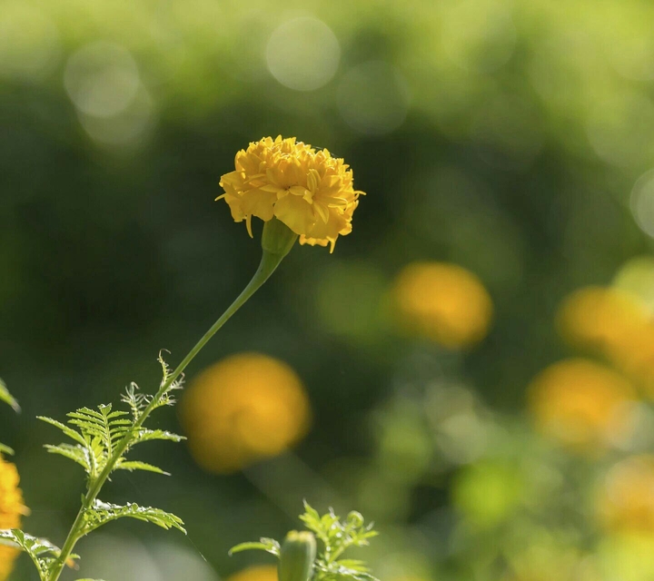 marigold