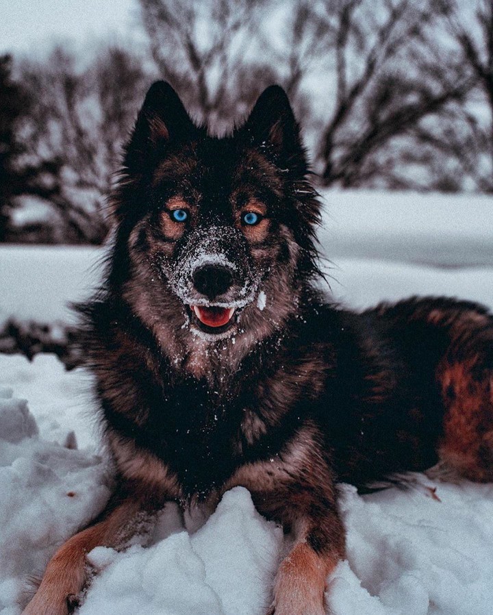 Dog
