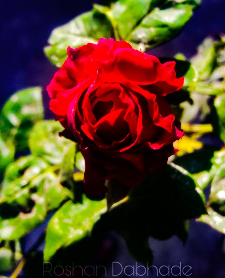 red rose