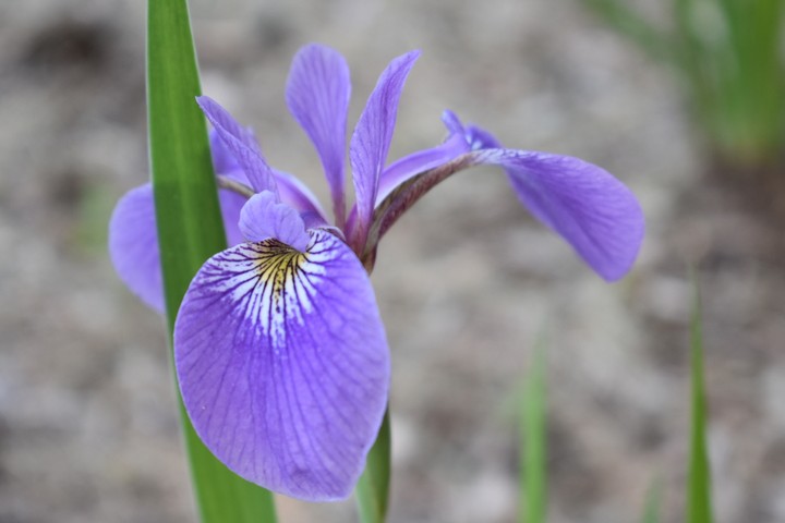 purple flower