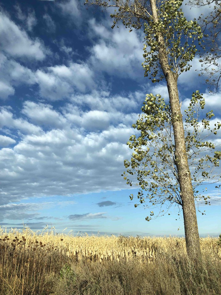 Sky