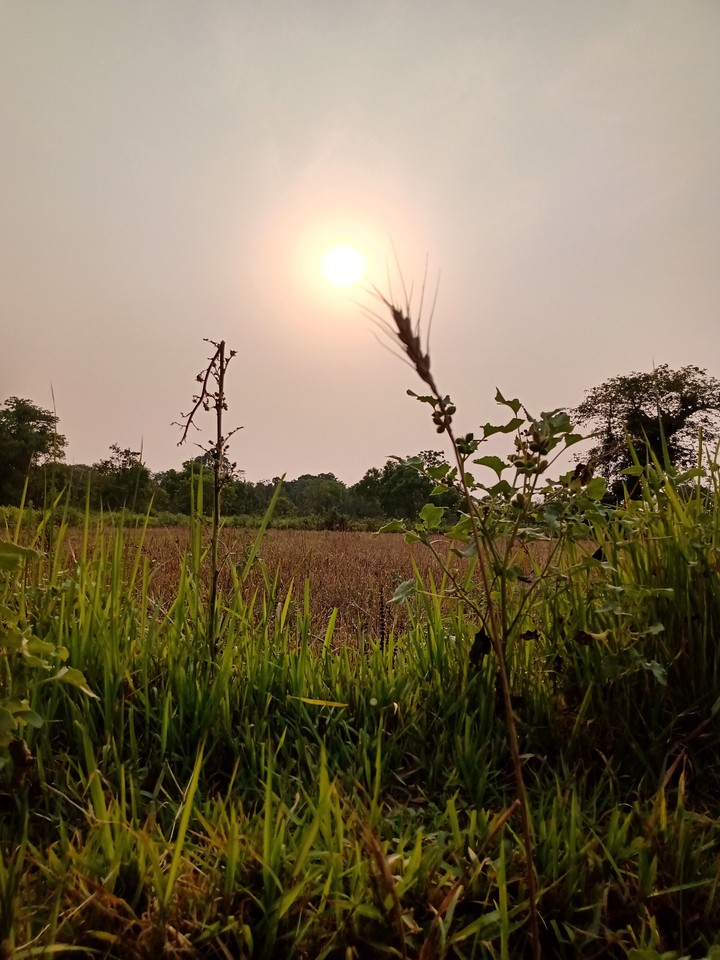 Evening View
