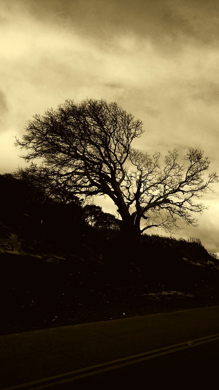 Arvore