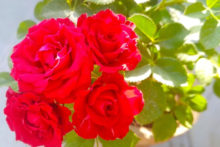 Rose 
