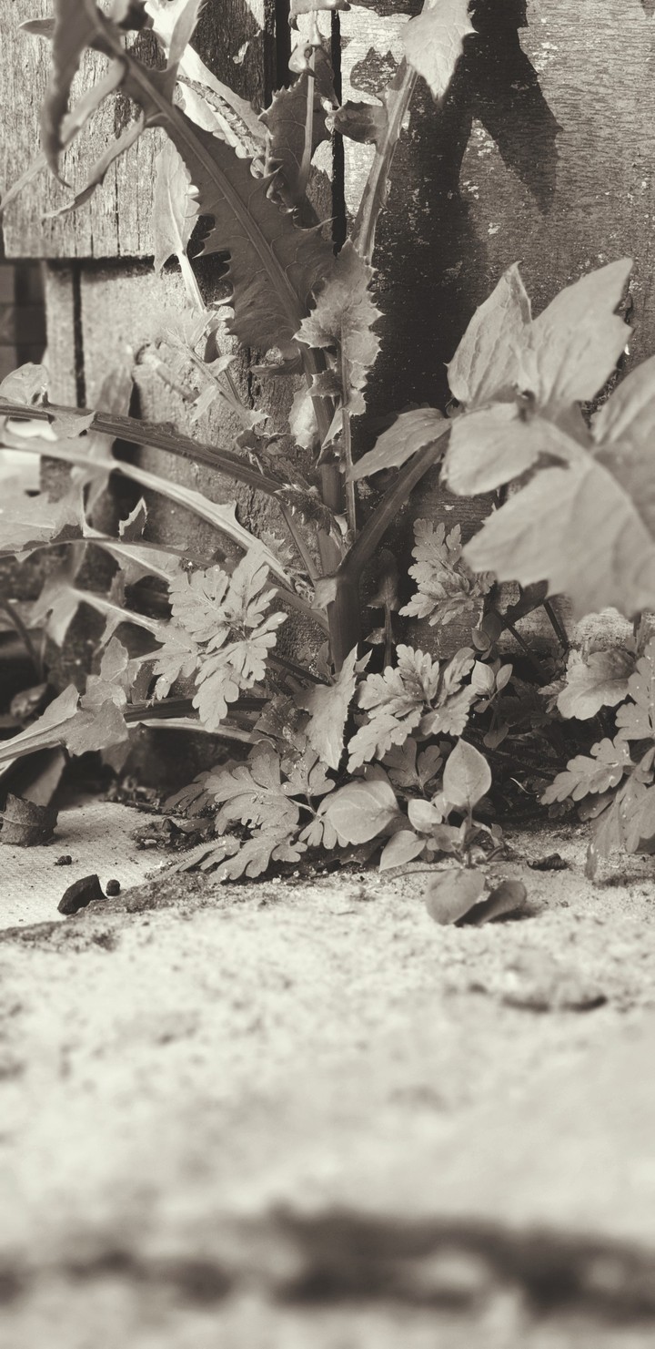 Naturaleza