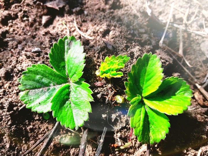 first strawberry leaves