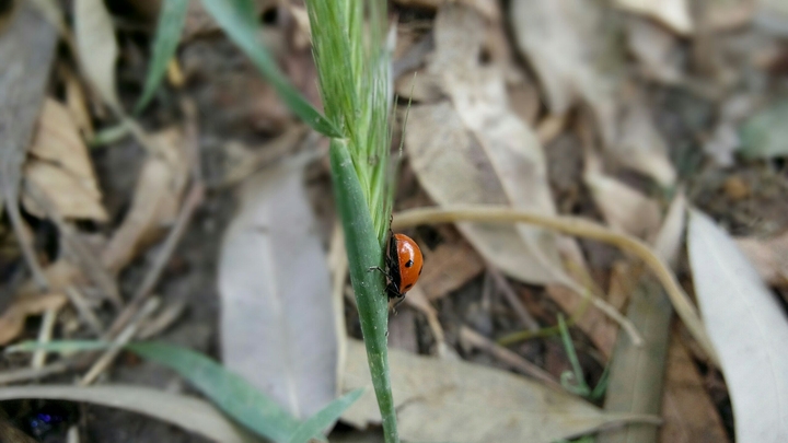 Lady Bug