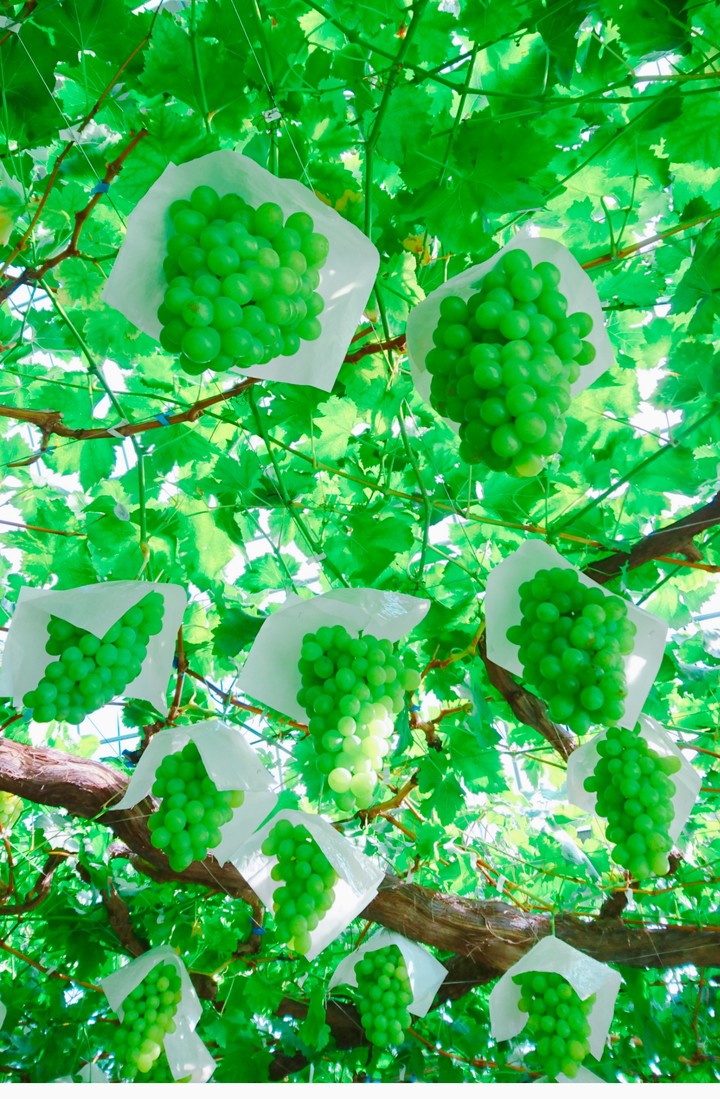 Grapes   ロザリオビヤンコ