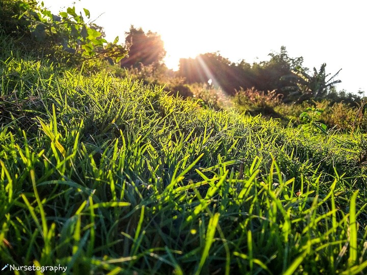 grass