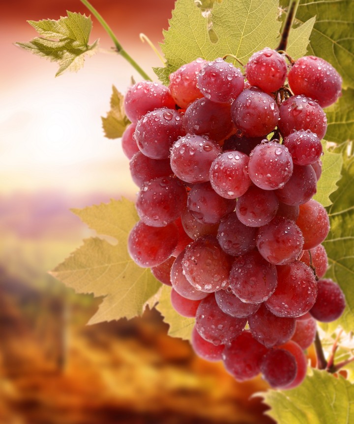 grapes
