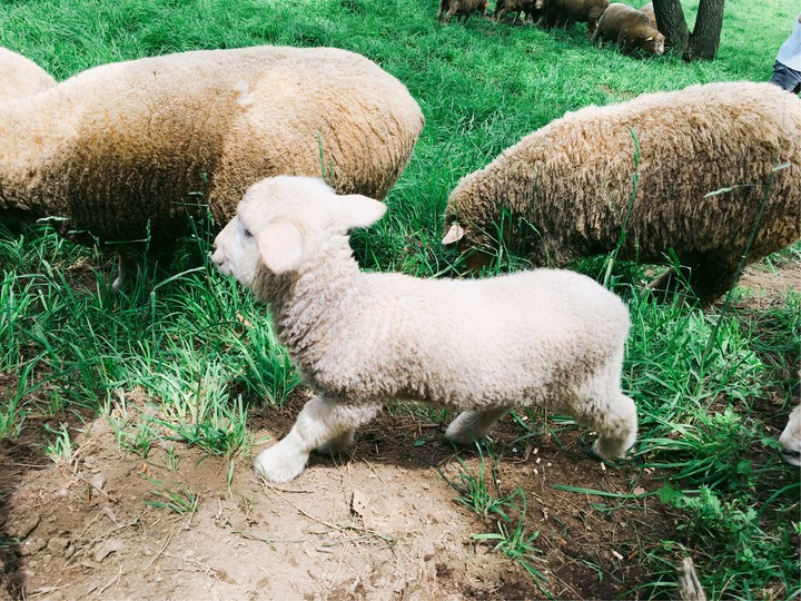 sheep