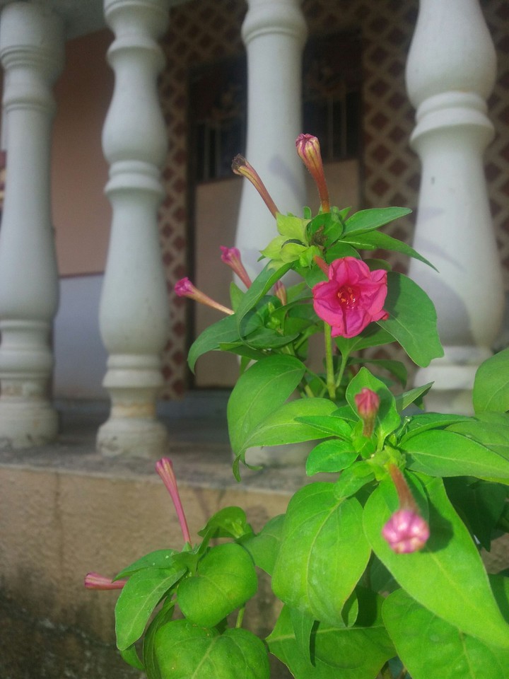 flowers