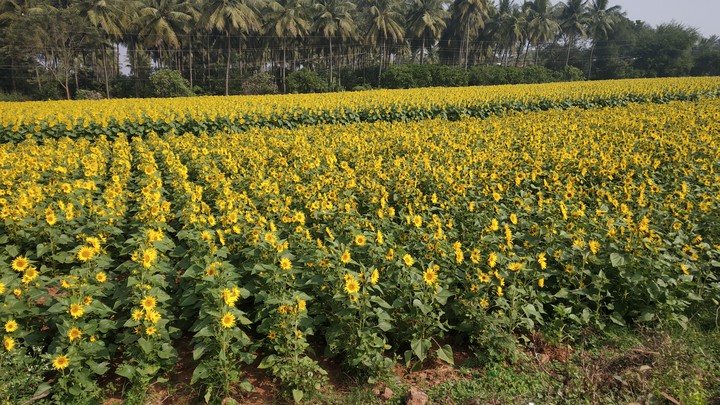 Sunflower Field