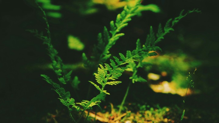 plant