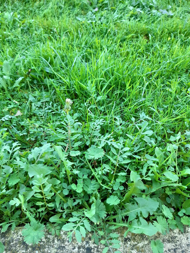 Grass