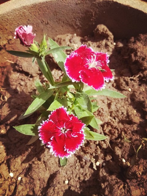 flower