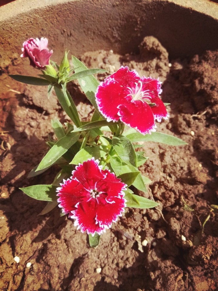flower