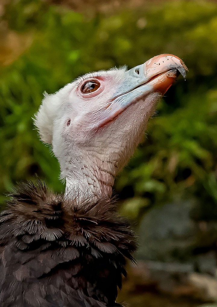 A Monk Head Vulture