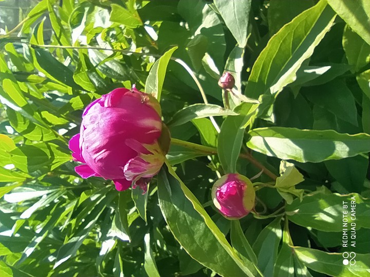 Summer flower????