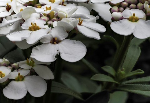 petal, mustards Hintergrundbilder