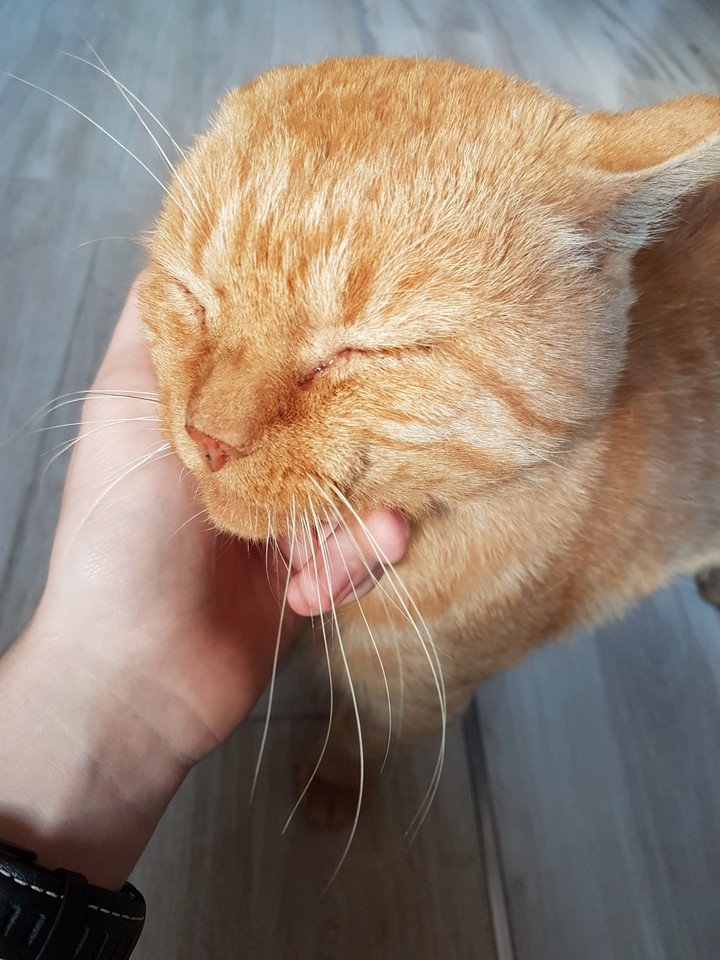 Toffik