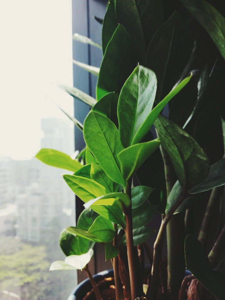 plant