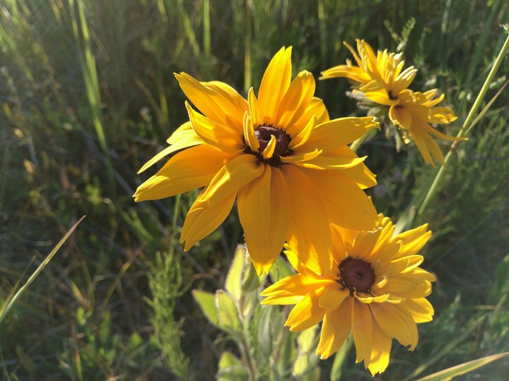 flowers