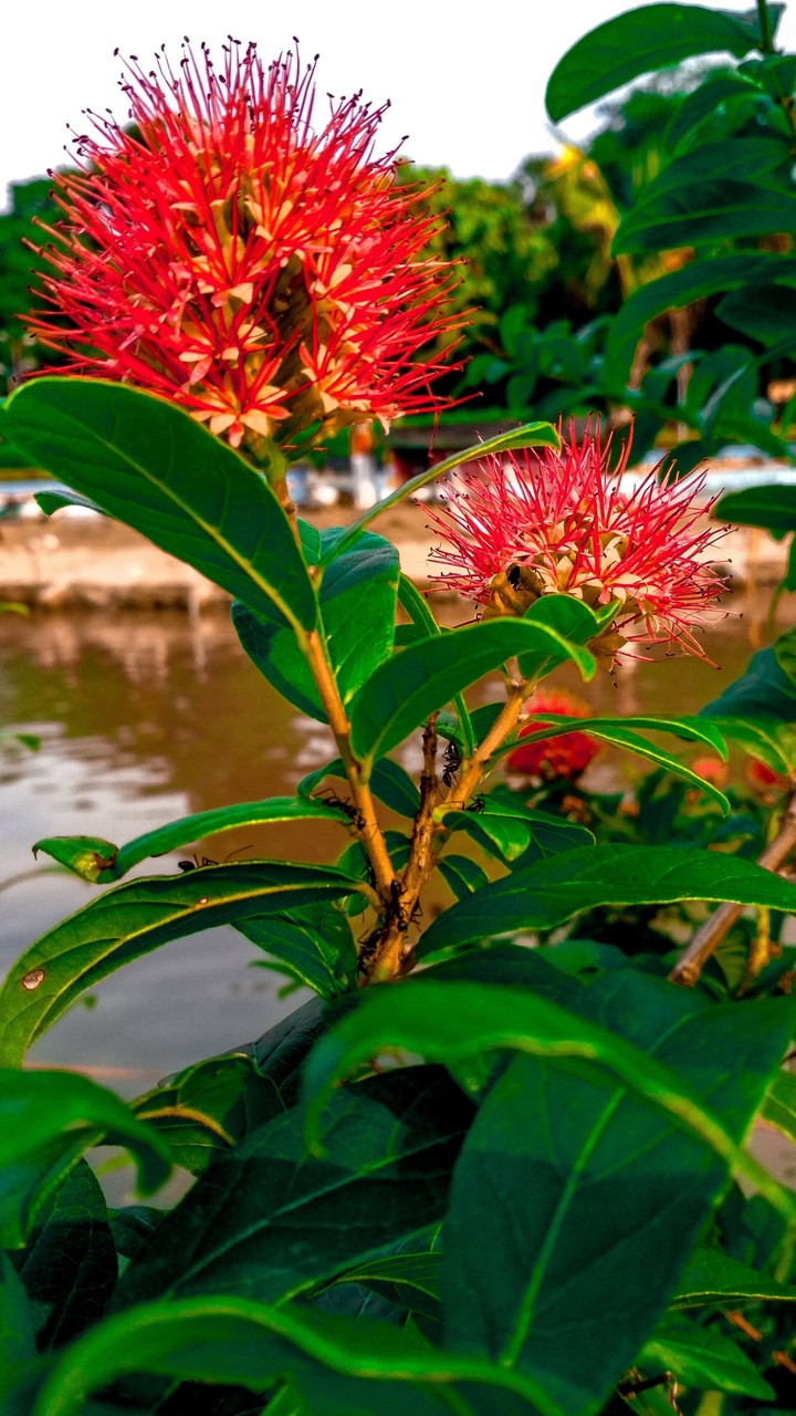 flower