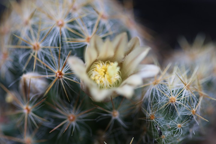 Cactus