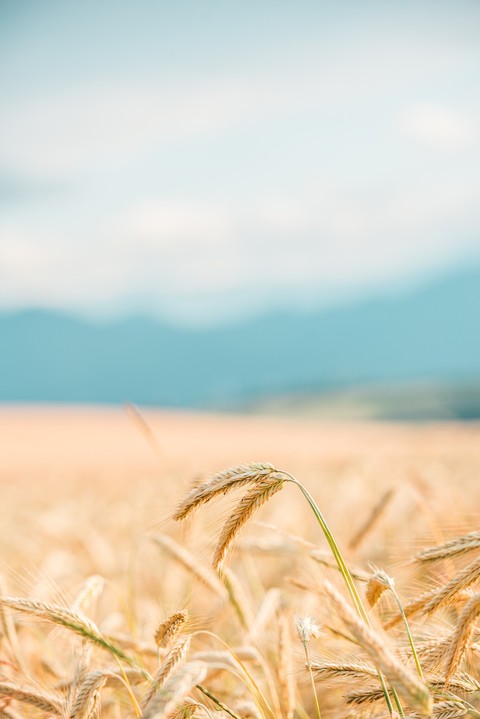 sfondi prairie, wheat