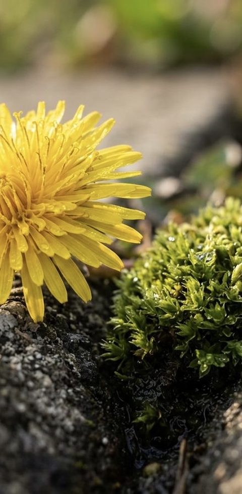 Yellow, Green, Petal