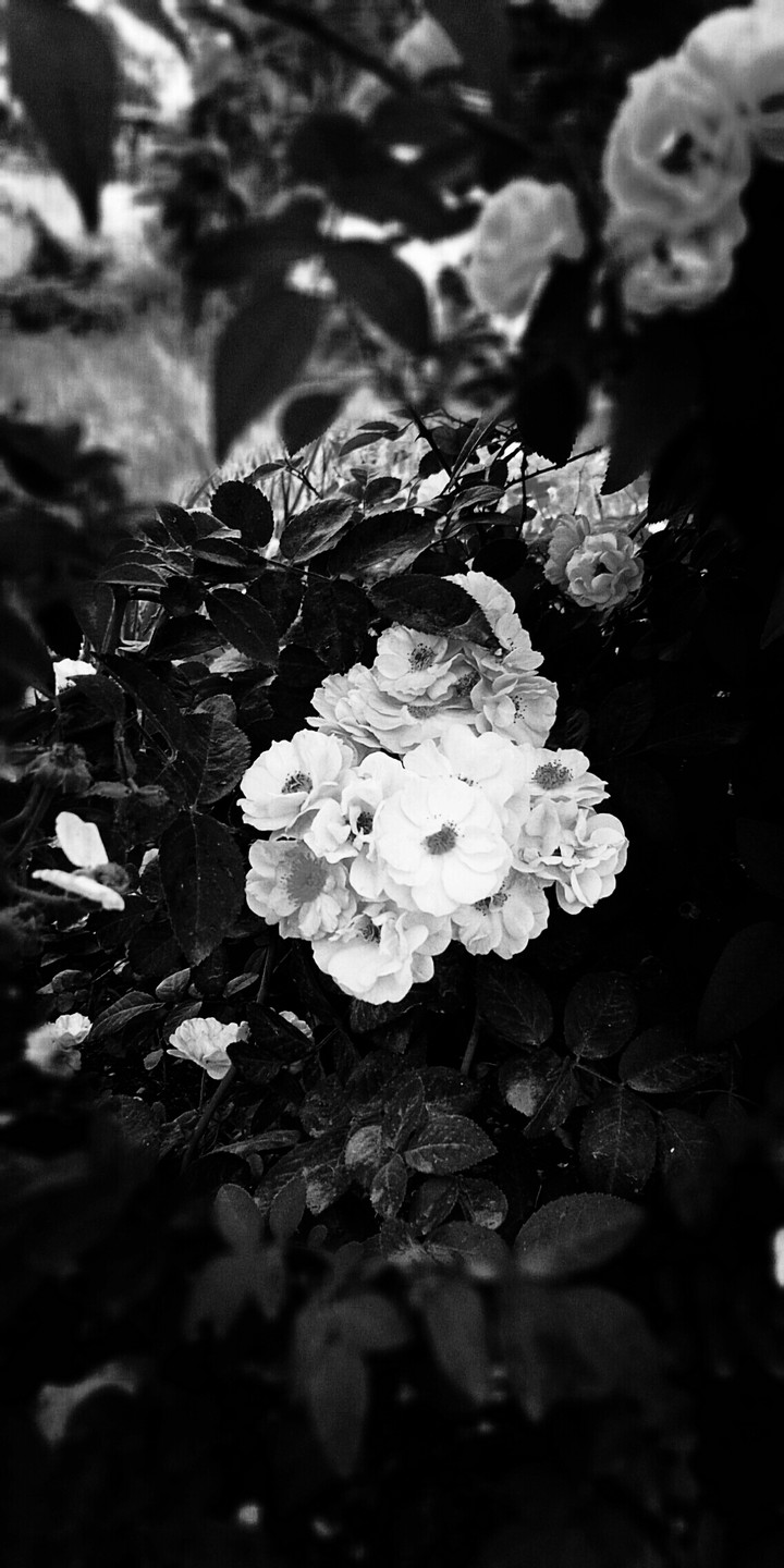 Flower black n white wallpaper