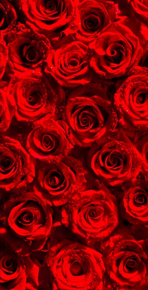 rose flower