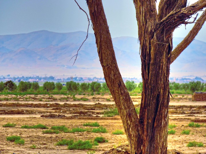 tree and Mountains