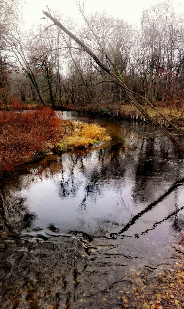 Le cour d'un ruisseau