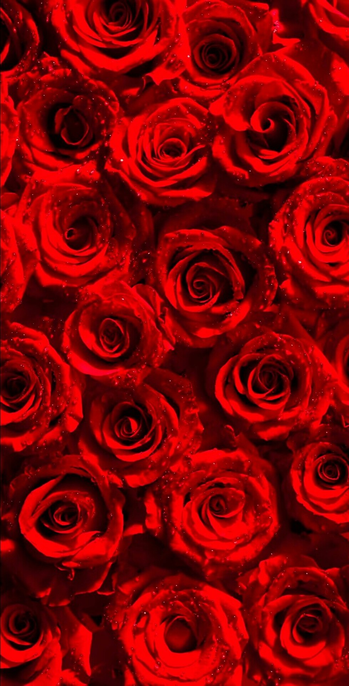rose flower
