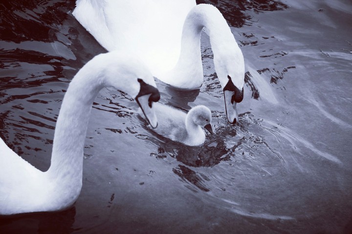 family trio