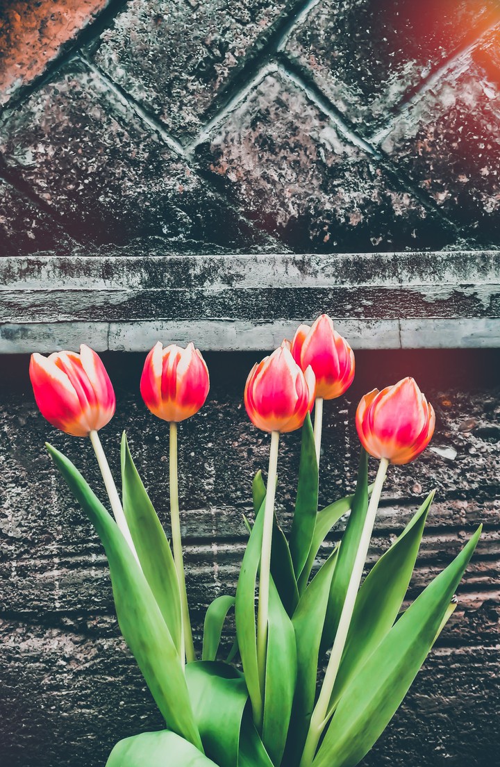 tulips