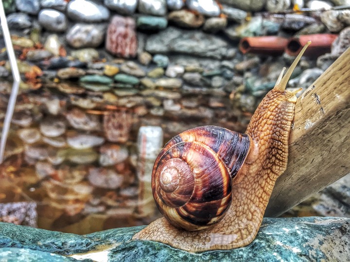 Snail
