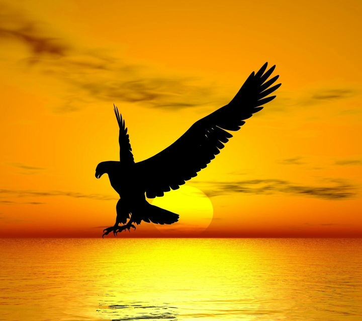 Fly To The Sun