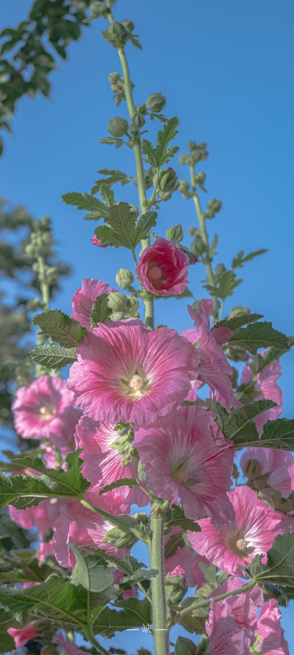 sfondi pink, purple