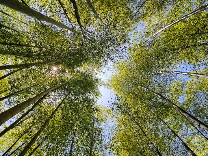 bamboo