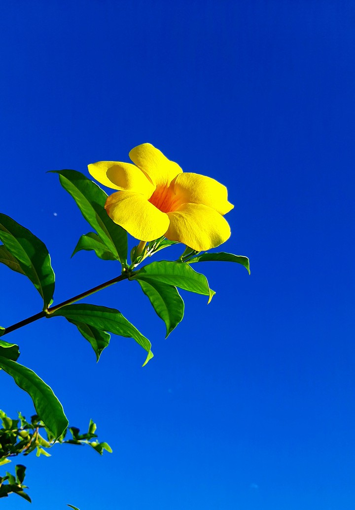 Flores