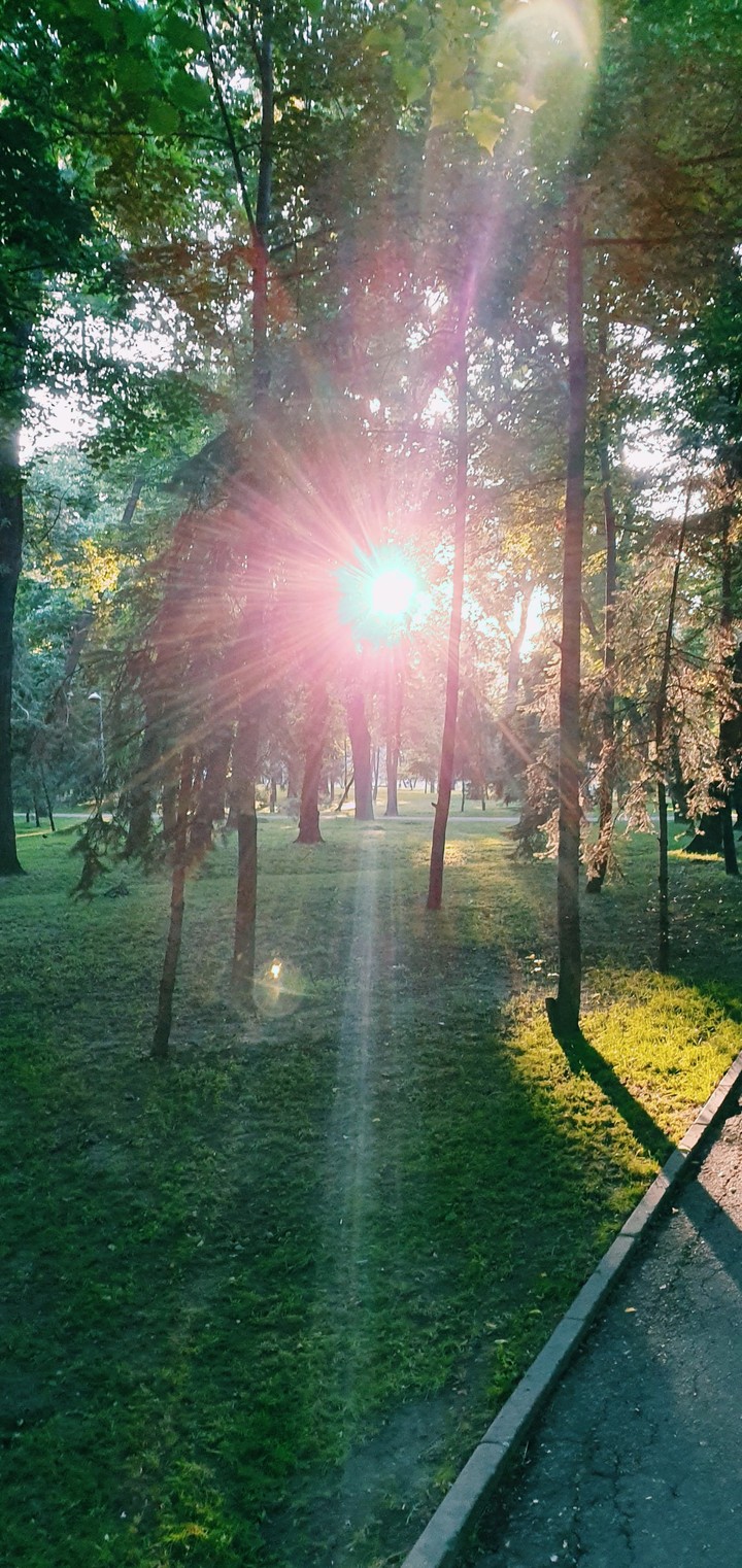 forest