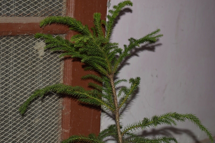 Christmas Tree