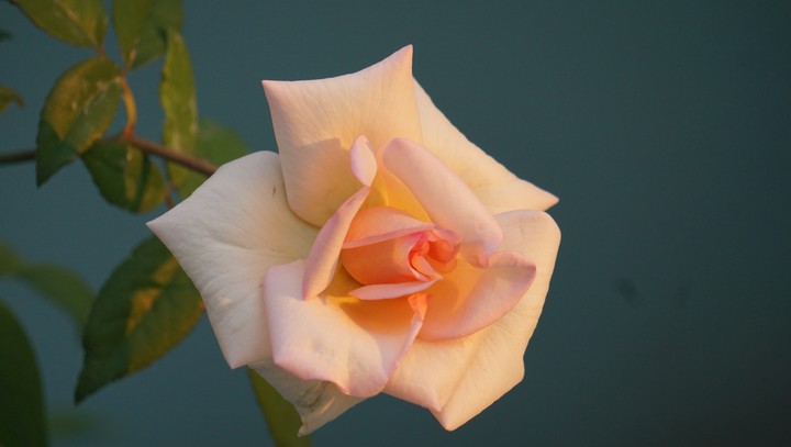 Lovely Rose